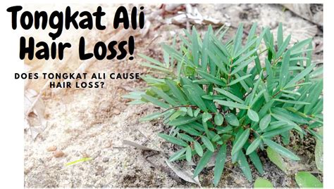 This beneficial herb helps protect. . Tongkat ali hair growth